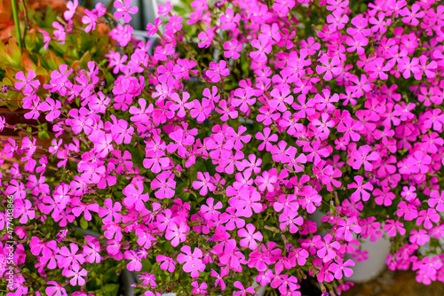 Little pink flowers in winter