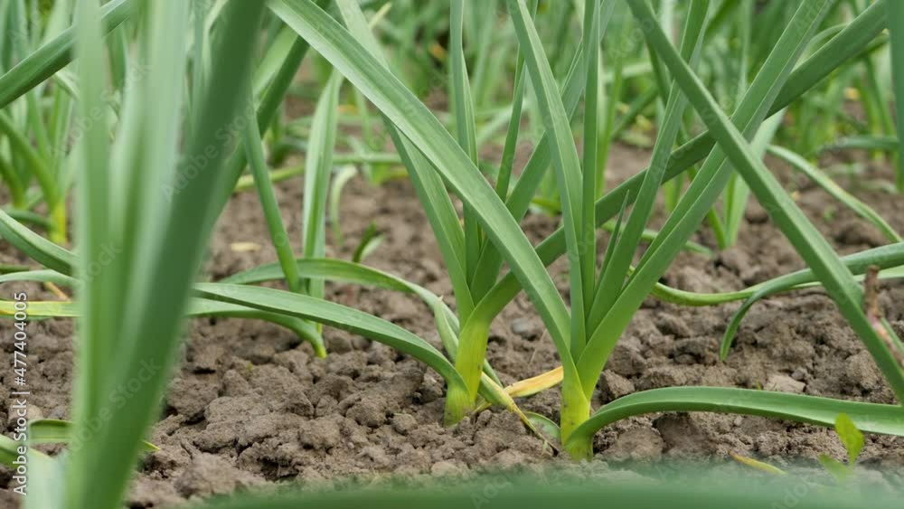 Fresh organic green sprouts of garlics in garden. Vegetables growing in soil ground. Harvest fresh herbs Fresh organic green sprouts of garlics in garden. Vegetables growing in soil ground. Harvest fresh herbs