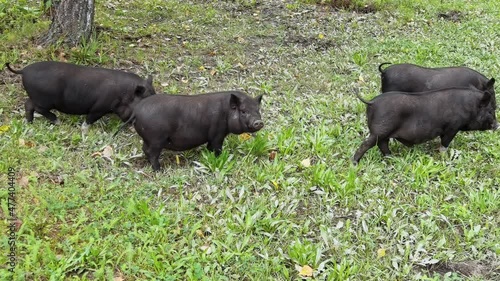Funny black pig walkin on green grass. Animal family on farm. Nature background. Adult and kid pet portrait. Altai mountain region. Russian Siberia. Slow video