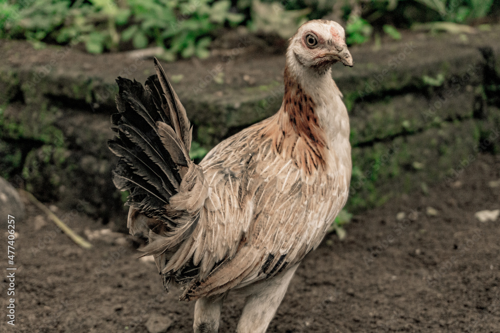 Fototapeta premium Balinese chicken is looking the camera