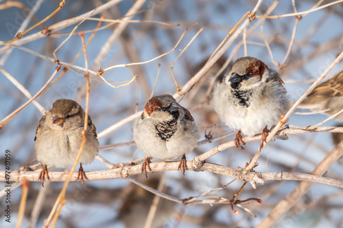 Three Sparrows sits on a branch without leaves.