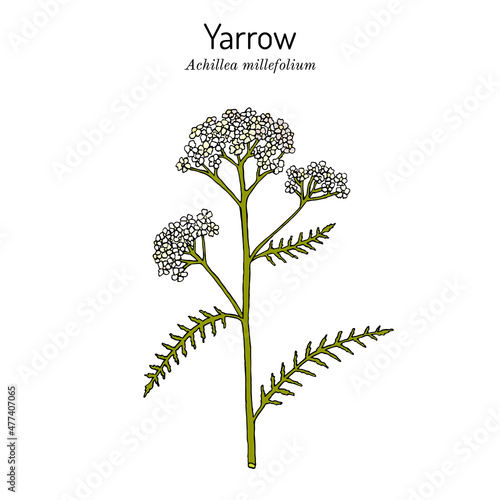 Achillea millefolium or Yarrow, medicinal plant photo
