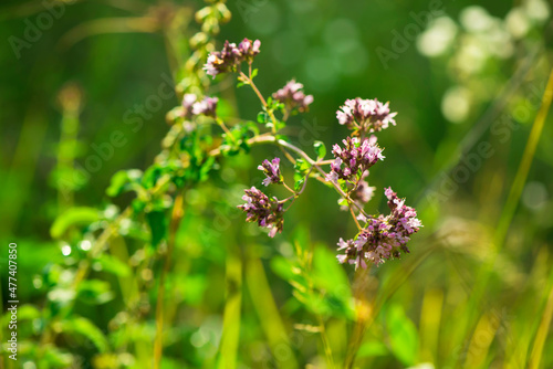 summer background. butterfly on a flower oregano on a background of green grass