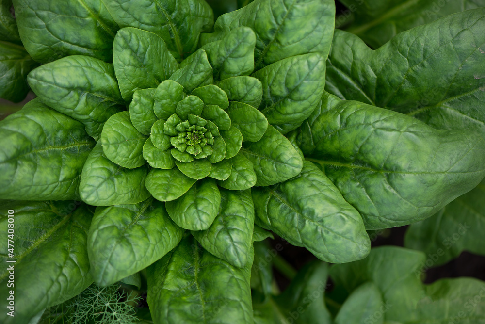 Fototapeta premium Fresh organic leaves of spinach in the garden .