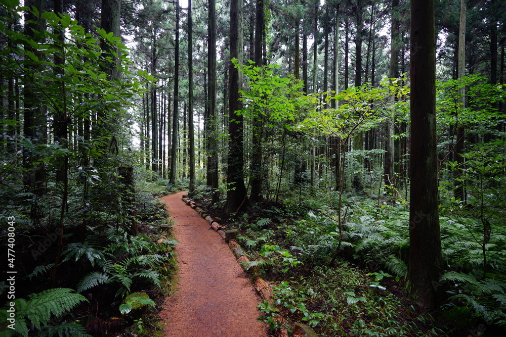 a wonderful cedar forest with fern and path a wonderful cedar forest with fern and path