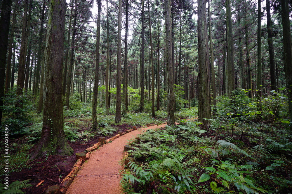 Fototapeta premium a wonderful cedar forest with fern and path