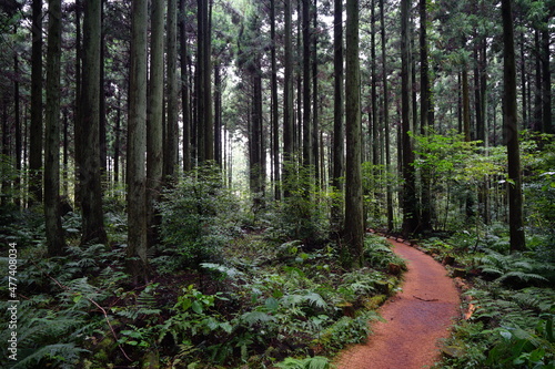 a pathway through wonderful cedar forest