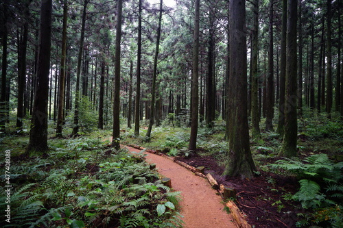 a refreshing cedar forest in the sunlight