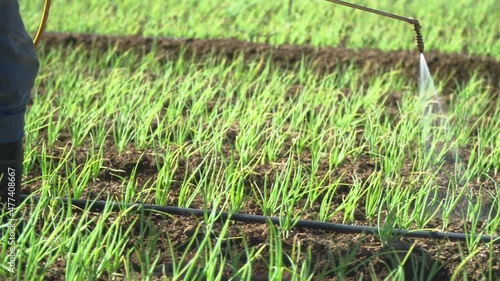 Detail shot: the boots of a farmer walking while fumigating (spraying pesticides on the crop with a pulverizator). Fumigation is the process of removing harmful bugs by poisoning or suffocating them.
 photo