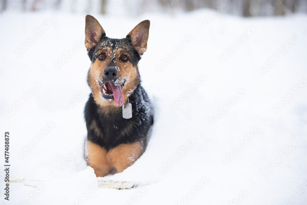 Funny shepherd dog plays in the winter in the snow. German shepherd dog on a winter day. Funny shepherd dog plays in the winter in the snow. German shepherd dog on a winter day.