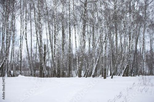 A birch grove covered with white snow. Forest in winter.