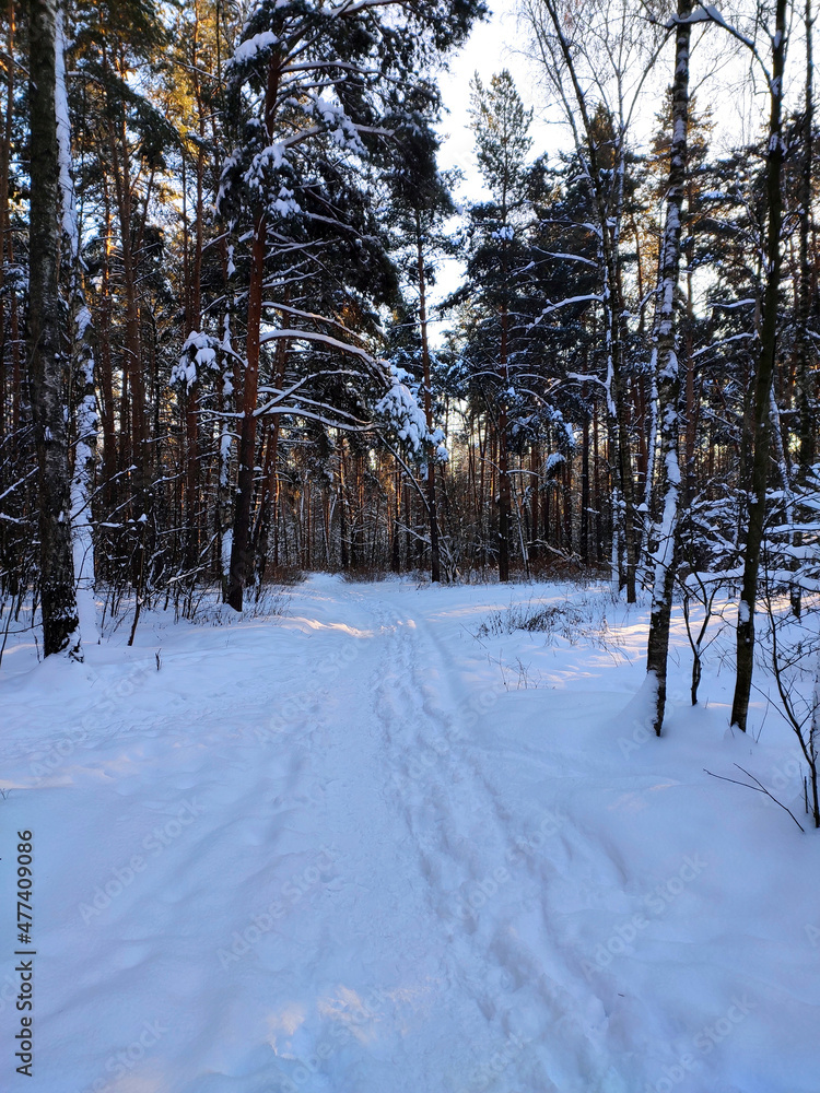 A snow-covered road in the forest before Christmas. A cold winter landscape. A snow-covered road in the forest before Christmas. A cold winter landscape.