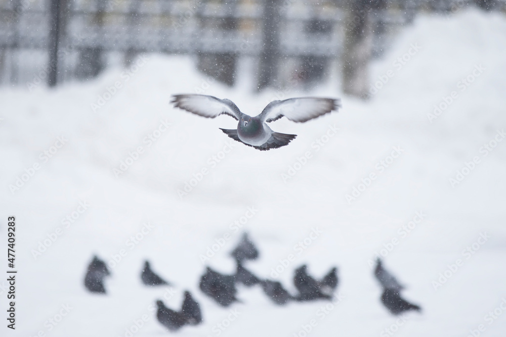 Fototapeta premium A flock of pigeons flies on a winter day. Urban birds in winter.