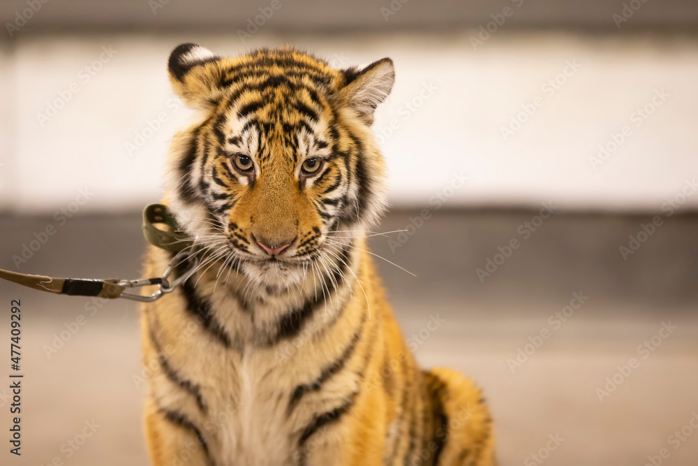 Fototapeta premium Amur striped tiger. Wild striped felines.