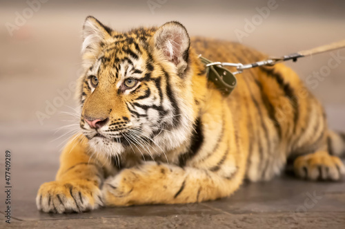 Fototapeta Naklejka Na Ścianę i Meble -  Amur striped tiger. Wild striped felines.