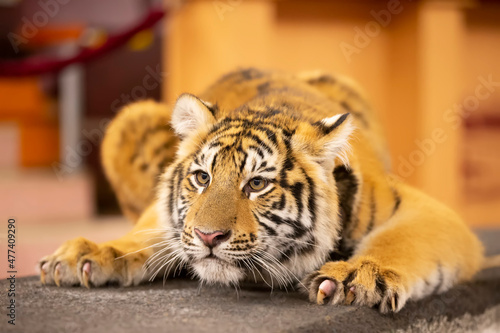 Amur striped tiger. Wild striped felines.