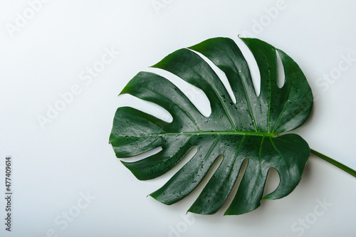 Tropical palm Monstera leaves with epty space . Flat lay, top view. Tropical plant with copy space. on white background