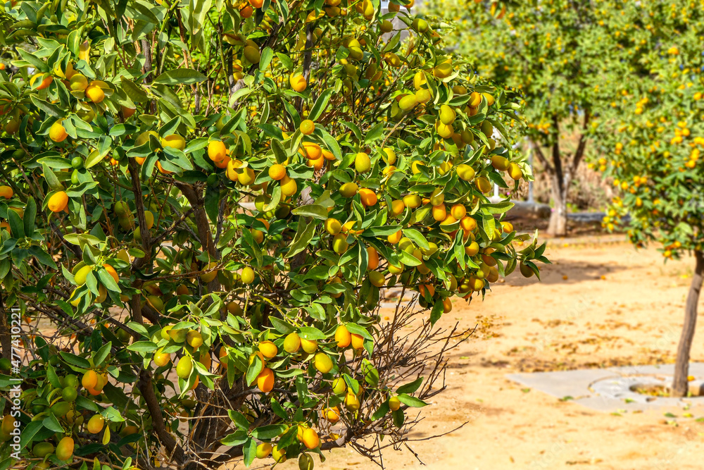 An orchard with kumquat trees with ripe fruits on the branches. Israel