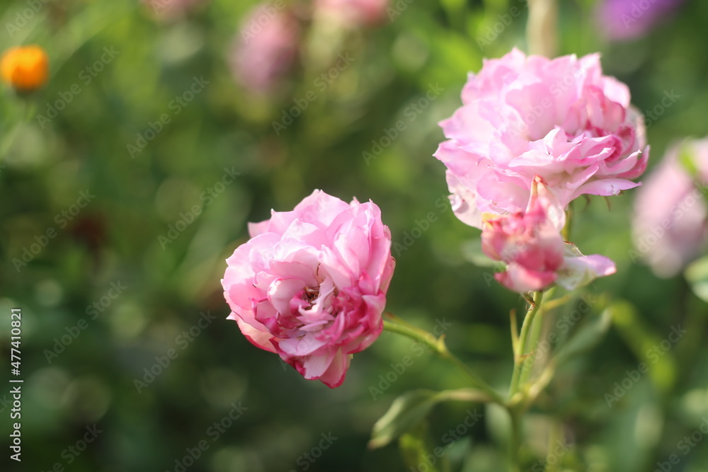 pink rose bush pink rose bush