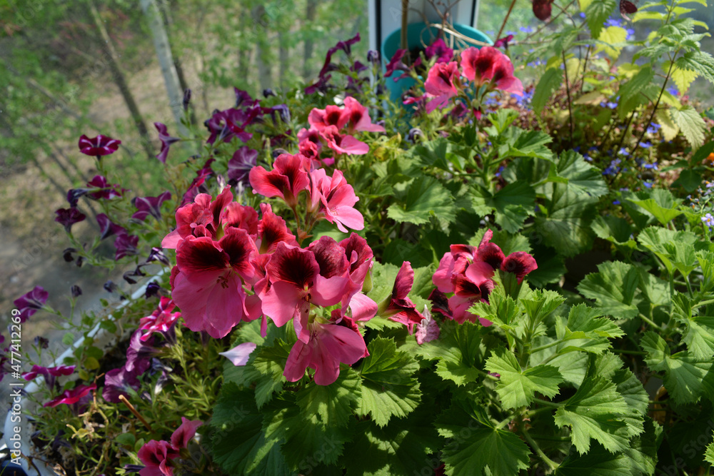 Royal geraniums, petunia, nettles and lobelia in the gardening of the balcony. A bright glade at your home.