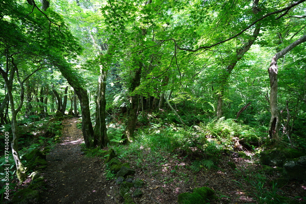 a lively spring forest with a path a lively spring forest with a path