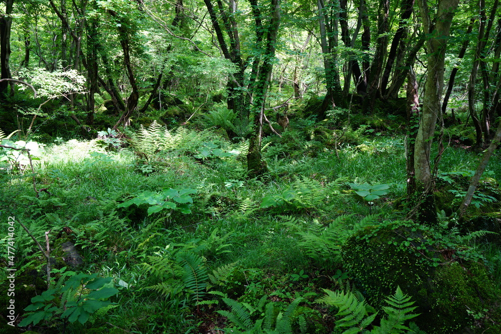 a dense spring forest in the sunlight a dense spring forest in the sunlight