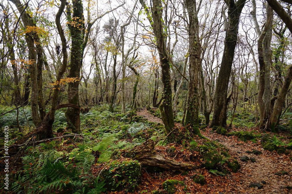 mossy rocks and old trees in autumn forest mossy rocks and old trees in autumn forest