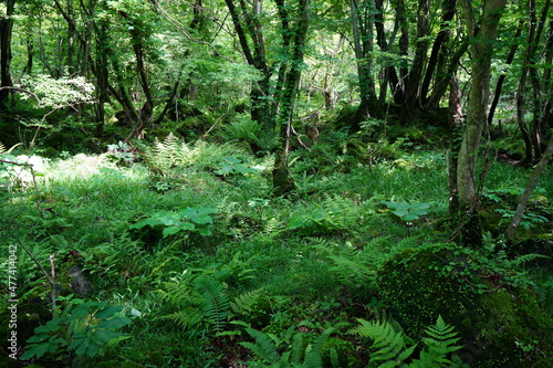 a dense spring forest in the sunlight