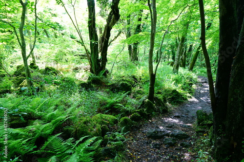 a lively spring forest with a path