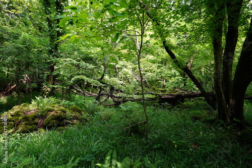 thick wild forest in springtime