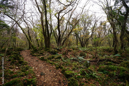 bare trees and vines in autumn forest