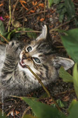 Portrait of a playing baby kitten outdoors
