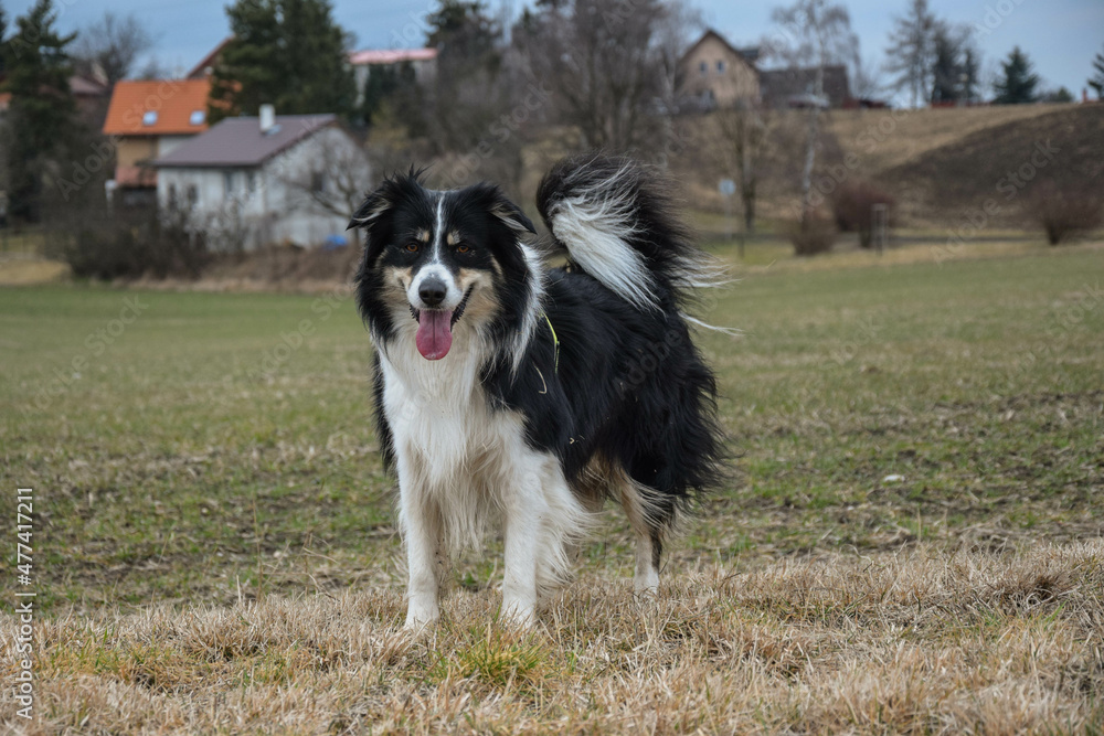 Border collie is standing in the field. It is almost dark.