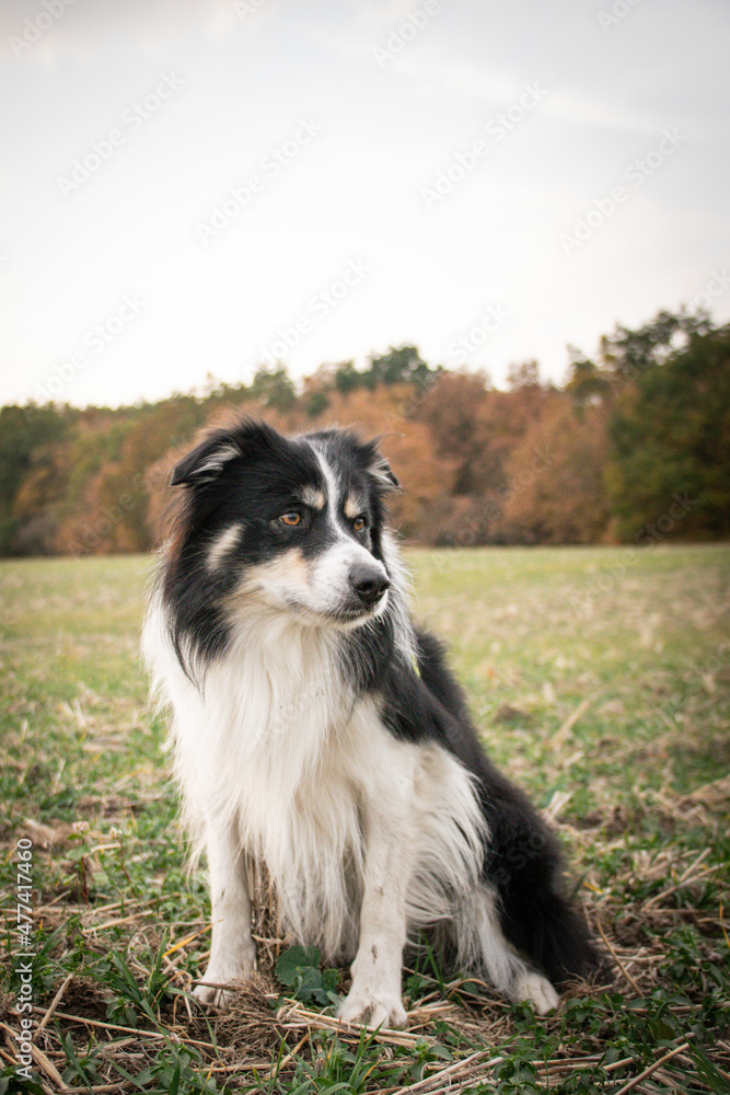 border collie is sitting in the field in the nature. He is so happy outside
