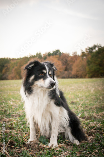 border collie is sitting in the field in the nature. He is so happy outside