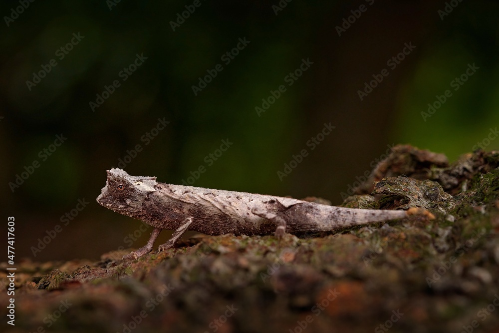 Brookesia stumpffi, plated leaf chameleon, Madagascar. Small lizard in forest habitat. Exotic beautiful endemic green reptile with long tail from South Africa. Wildlife scene from nature. Brookesia stumpffi, plated leaf chameleon, Madagascar. Small lizard in forest habitat. Exotic beautiful endemic green reptile with long tail from South Africa. Wildlife scene from nature.