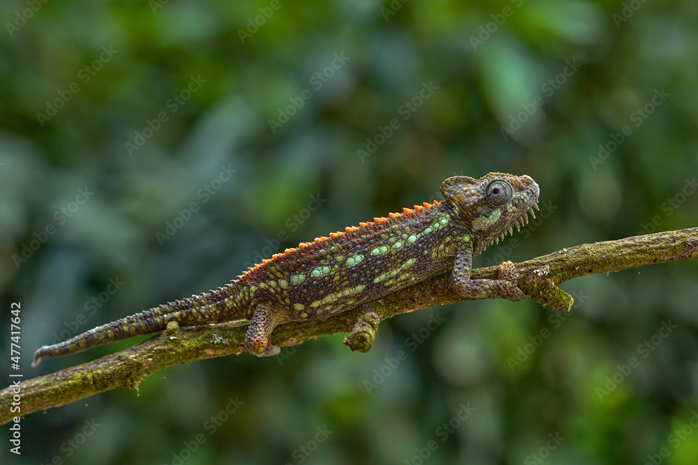 Carpet chameleon, Furcifer lateralis, sitting on the branch in forest habitat. Exotic beautiful endemic green reptile with long tail from Madagascar. Wildlife scene from nature. Female of chameleon. Carpet chameleon, Furcifer lateralis, sitting on the branch in forest habitat. Exotic beautiful endemic green reptile with long tail from Madagascar. Wildlife scene from nature. Female of chameleon.