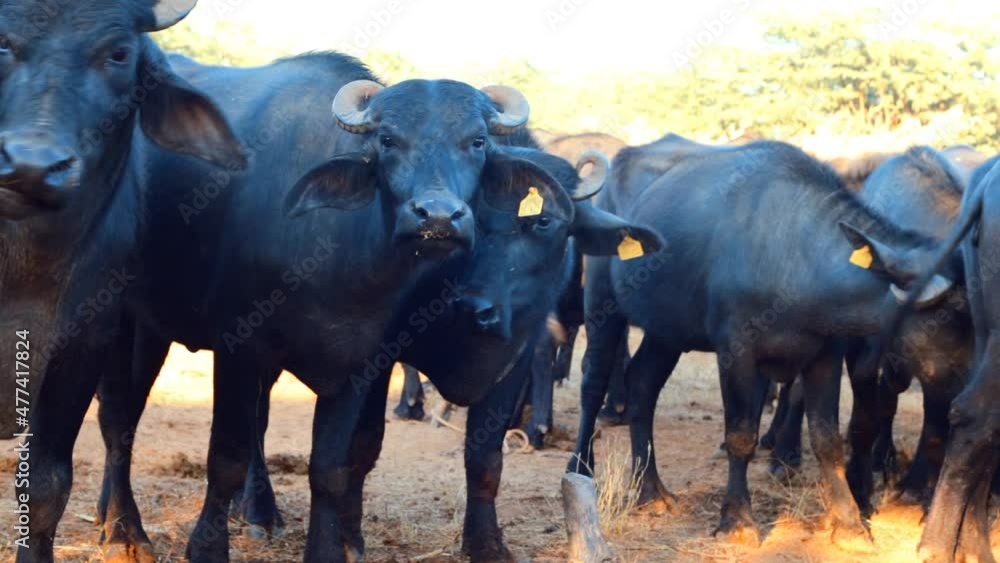 Indian buffalo or domestic Asian water buffalo,black buffalo,Indian buffalo in ground at early morning Indian buffalo or domestic Asian water buffalo,black buffalo,Indian buffalo in ground at early morning