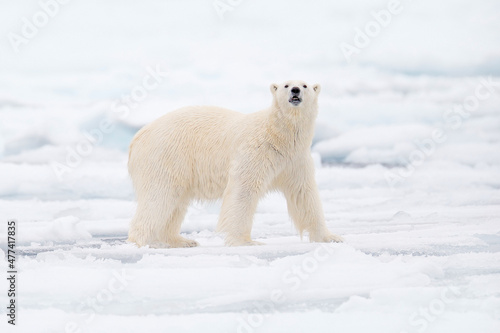 Arctic wildlife. Polar bear on drift ice edge with snow and water in Norway sea. White animal in the nature habitat, Svalbard, Europe. Wildlife scene from nature.