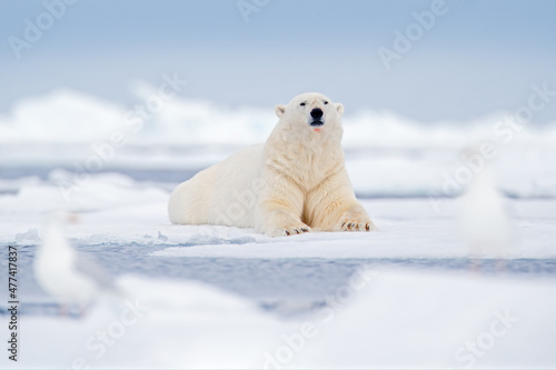Wildlife scene from nature.  Blue sky in Arctic. Cute white animal. Polar bear lying on drift ice edge with snow and water in sea. White animal in the nature habitat, north Europe, Svalbard, Norway.