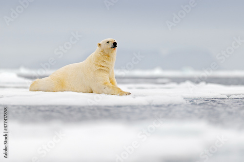 Polar bear lying on the ice, open muzzle. Dangerous polar bear in ice with seal carcass. Wildlife action scene from Arctic nature. Bloody scene with red blood skeleton of seal.