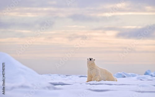 Polar bears in the Arctic White bear feeding on drift ice with snow, Alaska, USA. Bloody nature with big animals. Dangerous baer with carcass. Arctic wildlife, animal food behaviour.