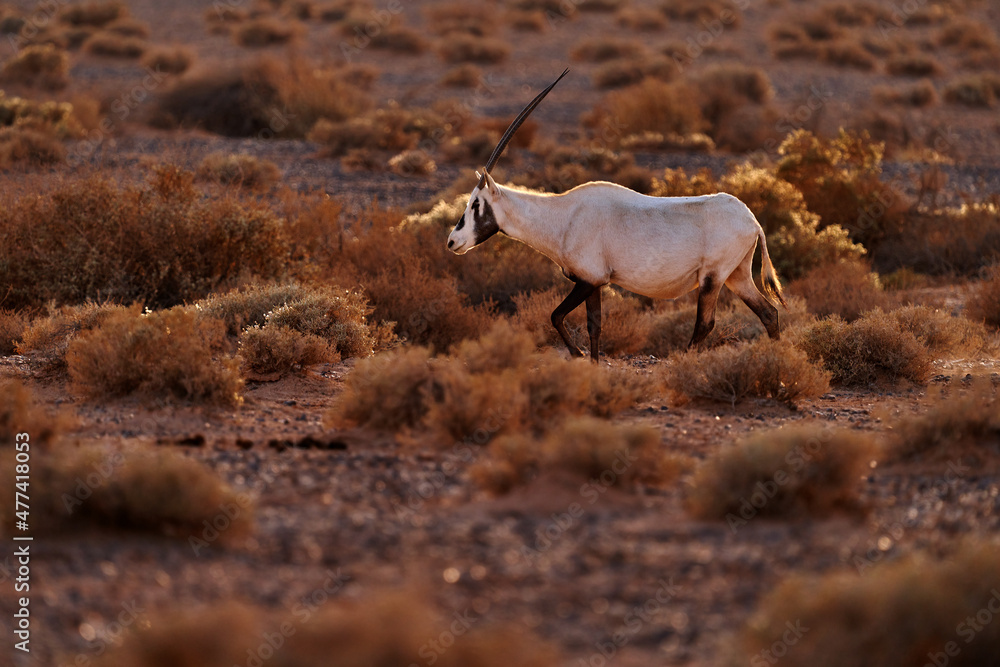 Fototapeta premium Travel Jordan, Arabia nature. Arabian oryx or white oryx, Oryx leucoryx, antelope with a distinct shoulder bump, Evening light in nature. Animal in the nature habitat, Shaumari reserve, Jordan.