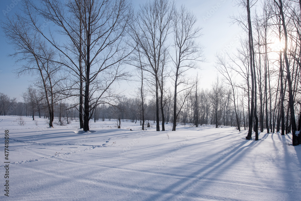 Obraz premium winter in the park