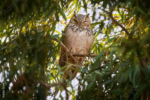 Pharaoh eagle-owl, Bubo ascalaphus, sitting on the green tree branch in oasis, Shaumari reserve, Jordan. Bird in the nature habitat. Travel Jordan, Arabia nature wildlife. Middle East owl bird. photo