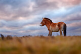 Przewalski's Horse with magical evening sky, nature habitat Mongolia. Horse in stepee grass. Wildlife in Mongolia. Equus ferus przewalskii. Hustai National Park with rare wild horses.
