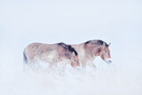 Winter nature art. Mongolia  Przewalski's Horse with snow, nature habitat in Mongolia. Horse in stepee grass. Wildlife in Mongolia. Equus ferus przewalskii. Hustai National Park with rare wild horses,