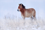 Mongolia  Przewalski's Horse with snow, nature habitat in Mongolia. Winter nature art. Horse in stepee grass. Wildlife in Mongolia. Equus ferus przewalskii. Hustai National Park with rare wild horses,