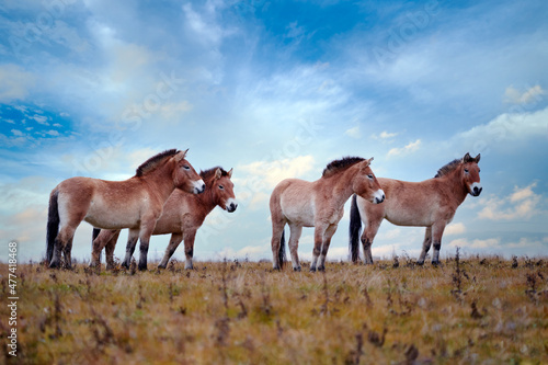 Photography Przewalski's Horse with magical evening sky, nature habitat Mongolia