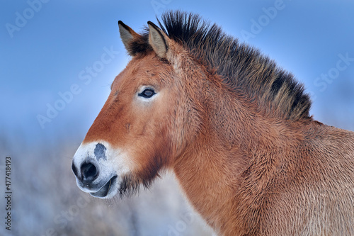 Canvas Print Przewalski's Horse with blue evening sky, close-up portrait Mongolia